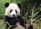 World's Most Expensive Tea Made Using Panda Poo!
